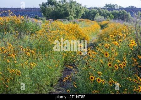 Des fleurs sauvages printanières colorées couvraient le bord de la route et les espaces publics à Austin, Texas, Amérique. Banque D'Images