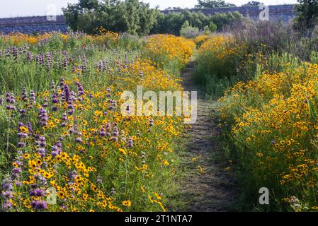 Des fleurs sauvages printanières colorées couvraient le bord de la route et les espaces publics à Austin, Texas, Amérique. Banque D'Images