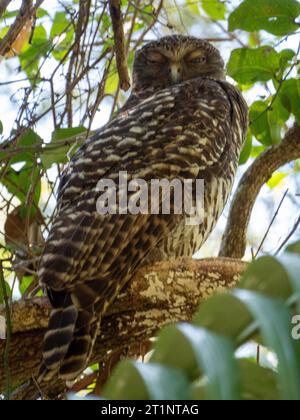 Owl puissant Banque D'Images