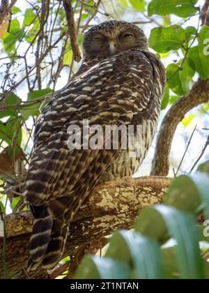 Owl puissant Banque D'Images