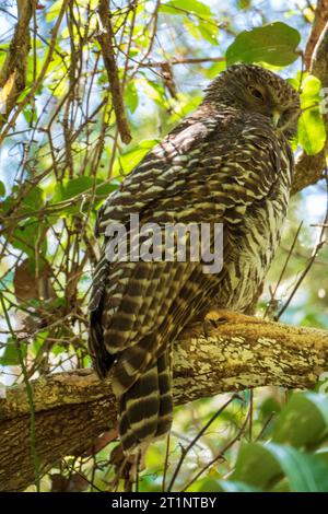 Owl puissant Banque D'Images