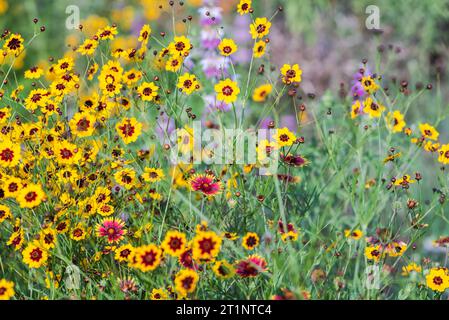 Des fleurs sauvages printanières colorées couvraient le bord de la route et les espaces publics à Austin, Texas, Amérique. Banque D'Images