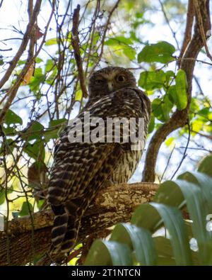 Hibou puissant, un œil grand ouvert Banque D'Images