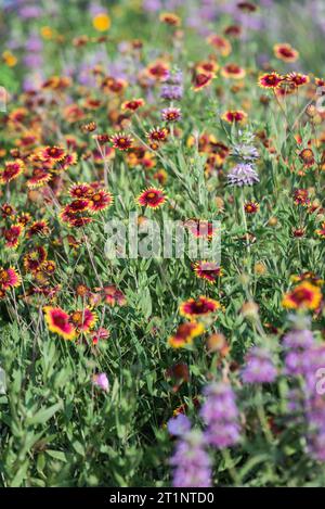 Des fleurs sauvages printanières colorées couvraient le bord de la route et les espaces publics à Austin, Texas, Amérique. Banque D'Images