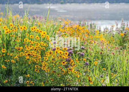 Des fleurs sauvages printanières colorées couvraient le bord de la route et les espaces publics à Austin, Texas, Amérique. Banque D'Images