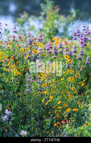 Des fleurs sauvages printanières colorées couvraient le bord de la route et les espaces publics à Austin, Texas, Amérique. Banque D'Images