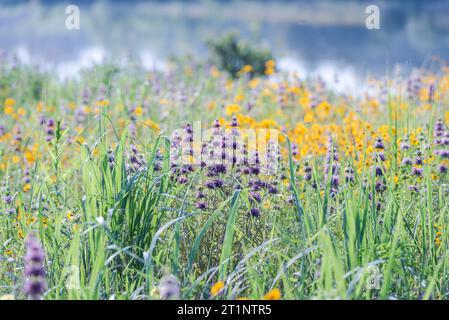 Des fleurs sauvages printanières colorées couvraient le bord de la route et les espaces publics à Austin, Texas, Amérique. Banque D'Images