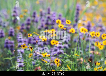 Des fleurs sauvages printanières colorées couvraient le bord de la route et les espaces publics à Austin, Texas, Amérique. Banque D'Images