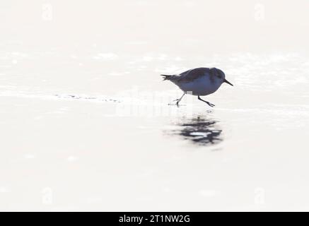 Sanderlings (Calidris alba) hivernant sur la côte de la mer du Nord d'Ijmuiden aux pays-Bas. Photographié avec rétro-éclairage. Banque D'Images