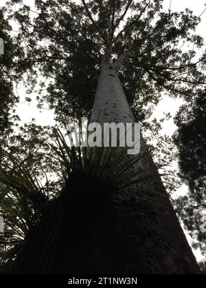 Énorme Kauri (Agathis australis) dans la forêt de Waipoua, sur l'île du Nord, Nouvelle-Zélande. Vue de dessous. Banque D'Images