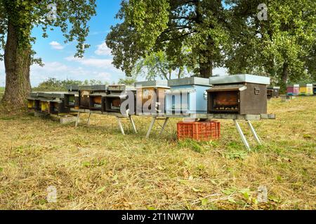 ruches avec abeilles à la campagne en automne Banque D'Images