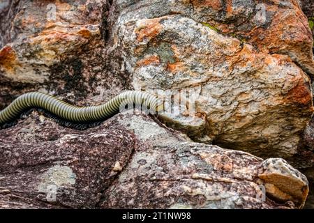 Millipède rampant sur un sol rocheux, parc national de Biribiri, Minas Gerais, Brésil Banque D'Images