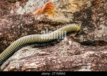 Millipède rampant sur un sol rocheux, parc national de Biribiri, Minas Gerais, Brésil Banque D'Images