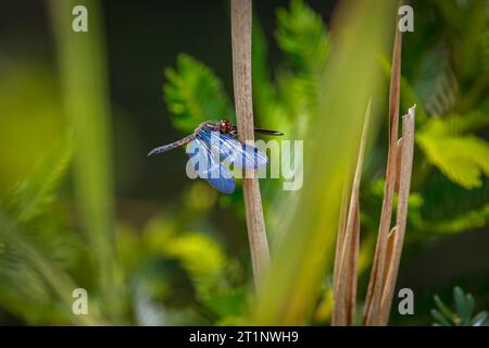 Libellule bleue perchée sur une feuille brune verticale avec des ailes déployées sur fond naturel défocalisé, Biribiri State Park, Minas Gerais, Brazi Banque D'Images