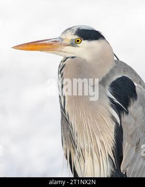 Hivernage de l'héron gris (Ardea cinerea) à Katwijk, pays-Bas. Banque D'Images