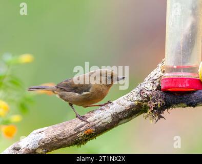 Femelle Flowerpiercer à flancs blancs (Diglossa albilatera) à la réserve de Rio Blanco en Colombie. Banque D'Images