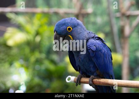 Gros plan d'un Macaw Hyacinthe perché sur une branche. C'est le plus grand Macaw du monde. Banque D'Images