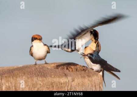 La petite-cygne africaine à queue métallique (Hirundo smithii smithii) perchée en Gambie. Adulte nourrissant son jeune. Banque D'Images