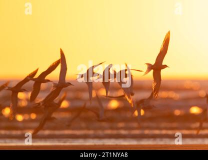 Troupeau de ternes communes migrantes (Sterna hirundo) survolant la plage de la mer du Nord pendant la migration printanière à Katwijk, pays-Bas, tard dans la soirée. Photo Banque D'Images