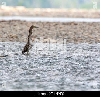 Héron de tigre fasciaté (Tigrisoma fasciatum) debout à des rapides dans la rivière Madre de Dios à Manu National. PRK, Amazonie, Pérou. Banque D'Images