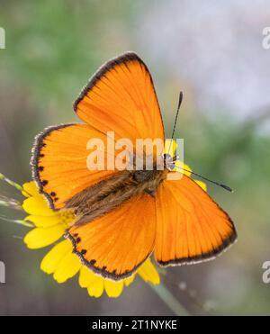 Cuivre rare mâle (Lycaena virgaureae) en Bulgarie. Banque D'Images