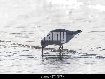 Sanderlings (Calidris alba) hivernant sur la côte de la mer du Nord d'Ijmuiden aux pays-Bas. Photographié avec rétro-éclairage. Banque D'Images