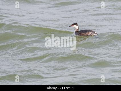 Hivernage du Grebe de Slave adulte (Podiceps auritus) dans la mer du Nord entre les jetées d'IJmuiden, pays-Bas Banque D'Images