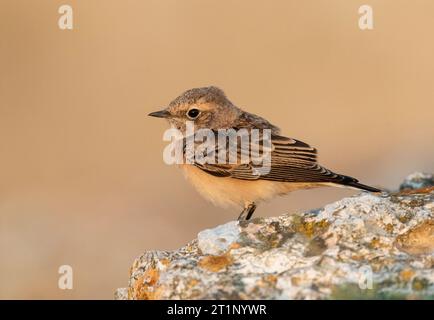 Premier wheatear pied d'hiver (Oenanthe pleschanka) lors de la migration d'automne au cap Kaliakra, Bulgarie. Perché sur un vieux mur de ruine. Banque D'Images