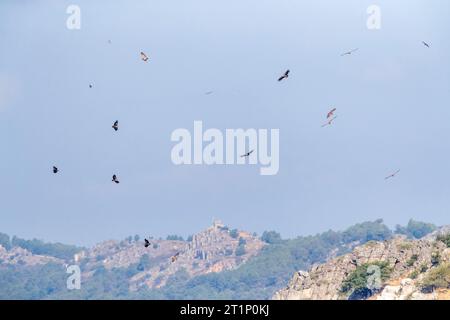 Groupe de vautours Griffon (Gyps fulvus) s'élevant au-dessus d'une colline dans l'Estrémadure, Espagne. Banque D'Images