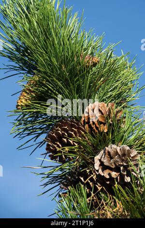 PIN dur, cônes, Candlewood PIN, Northern Pitch PIN, Pinus rigida, cônes femelles, aiguilles Banque D'Images