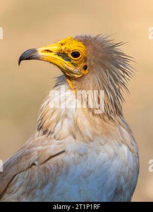 Vautour égyptien adulte (Neophron percnopterus) en Estrémadure, Espagne. Banque D'Images