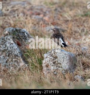 Wheatear à pied immature (Oenanthe pleschanka) au cours de la migration automnale au cap Kaliakra, Bulgarie. Montrant le dos, la croupe et la queue. Banque D'Images