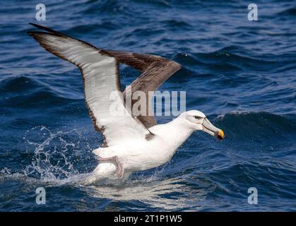 Albatros à capuchon blanc adulte (Thalassarche Steimi) qui s'enferme de la surface de l'océan au large des îles Chatham, en Nouvelle-Zélande, transportant de la nourriture dans son addition. Banque D'Images