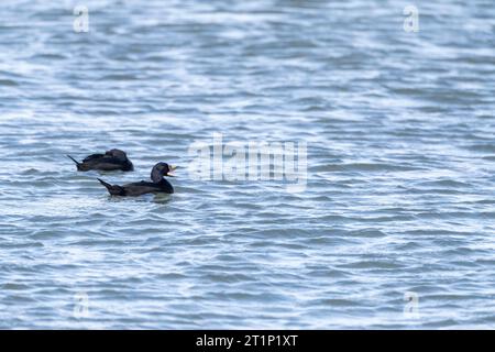 Hivernage mâle Scoter commun (Melanitta nigra) nageant dans le port d'IJmuiden, pays-Bas. Banque D'Images