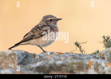 Wheatear à pied immature (Oenanthe pleschanka) au cours de la migration automnale au cap Kaliakra, Bulgarie Banque D'Images