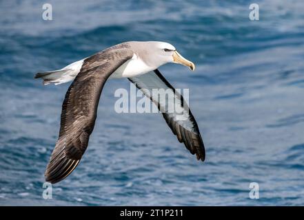 Albatros de Salvin adulte (Thalassarche salvini) volant à basse altitude au-dessus de l'océan pacifc au large de la Nouvelle-Zélande. Banque D'Images