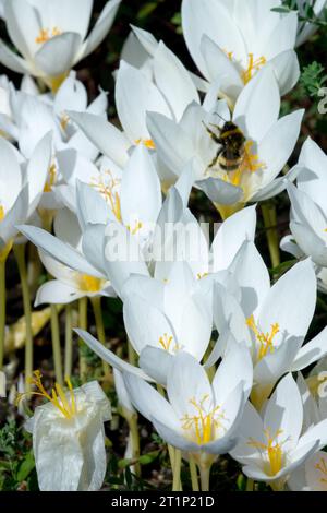 Crocus speciosus, octobre, plante, Crocus speciosus Albus, insecte, Bumblebee Banque D'Images