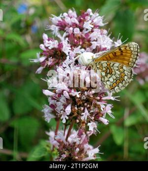 Heath Fritillary, Melitaea athalia, le long du GR 65, via Podiensis, en France. Banque D'Images