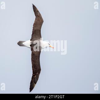 Campbell Albatross (Thalassarche impavida), également connu sous le nom de Campbell Mollymawk, en vol au-dessus de l'océan Pacifique sud de la Nouvelle-Zélande. Banque D'Images