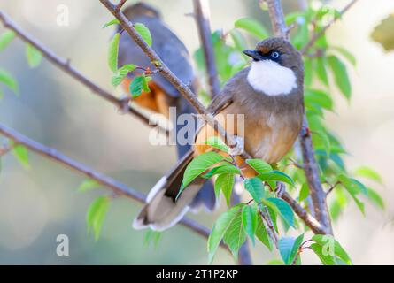 Garrulax albogularis (Garrulax albogularis), deux oiseaux perchés dans un arbre. Banque D'Images