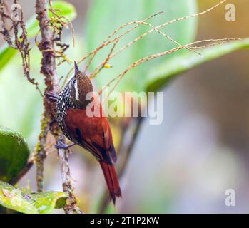 Précurseur perlé (Margarornis squamiger) au Lodge San isidro, versant est des Andes, Equateur. Banque D'Images