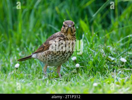 La grive chantante juvénile (Turdus philomelos) se nourrit sur une pelouse à Katwijk aux pays-Bas. Regarder directement dans la caméra. Banque D'Images