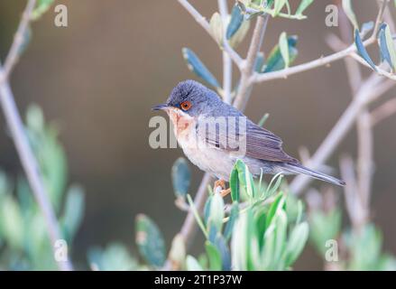 Paruline subalpine mâle orientale (Curruca cantillans albistriata) sur l'île grecque Lesbos. Banque D'Images