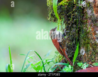 Précurseur perlé (Margarornis squamiger) au Lodge San isidro, versant est des Andes, Equateur. Banque D'Images