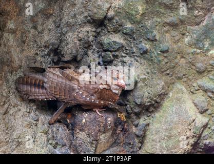 Oilbird (Steatornis caripensis) lors d'un roost de jour en Équateur. Connu localement sous le nom de guácharo. Banque D'Images