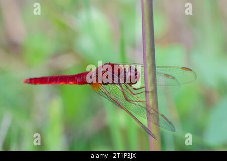 Écarlate mâle, Crocothemis erythraea, aux pays-Bas. Reposant sur une tige de roseau. Banque D'Images