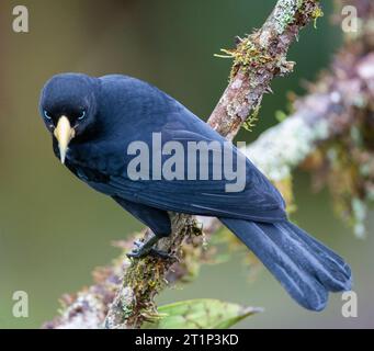 Cacique (Cacicus uropygialis uropygialis) perchée sur une branche de la loge San Isidro en Équateur. Également connu sous le nom de Cacique subtropical. Banque D'Images