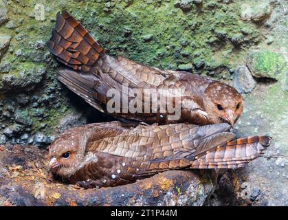 Oilbird (Steatornis caripensis) lors d'un roost de jour en Équateur. Connu localement sous le nom de guácharo. Banque D'Images