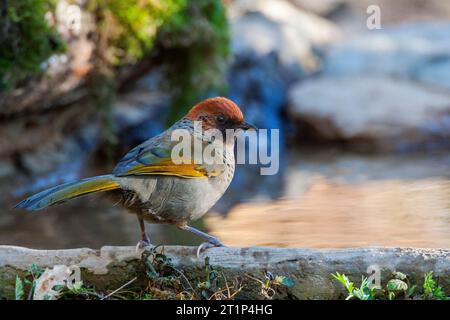 Le Trochalopteron erythrocephalum (Trochalopteron erythrocephalum) à Pangot dans les contreforts de l'Himalaya en Inde. Banque D'Images