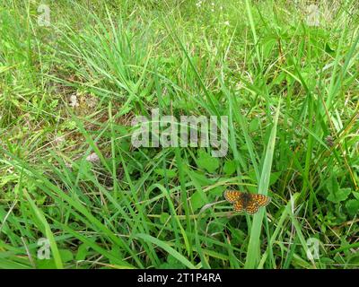 Heath Fritillary, Melitaea athalia, le long du GR 65, via Podiensis, en France. Banque D'Images